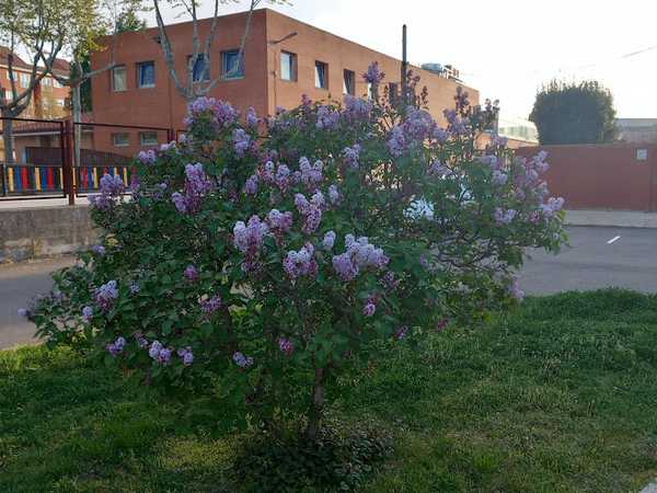 Fotografia tomada fuera de IES Juana I de Castilla - Instituto de secundaria en Tordesillas, Valladolid